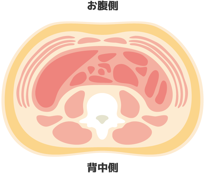 脂肪がつく場所・内臓脂肪型肥満：内蔵周り・皮下脂肪型：皮下脂肪周り
